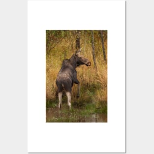 I'm outa here - Moose, Algonquin Park, Canada Posters and Art